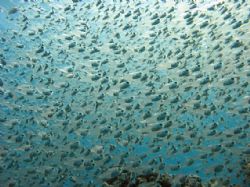 A school of glassfish that allowed me to get close by mov... by Matthew Spiro 